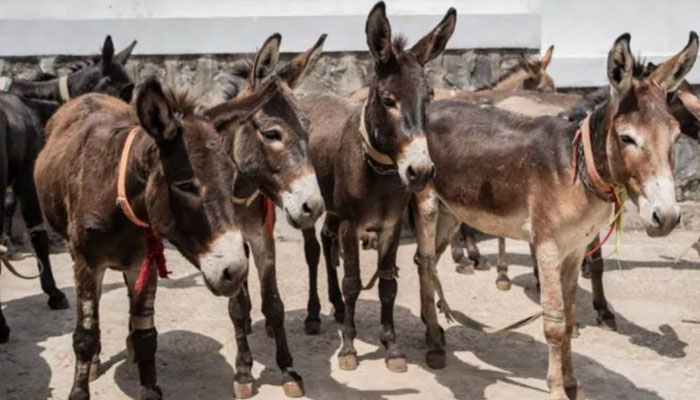 گدھے کا گوشت اور کھالیں چین برآمد کرنے کی منظوری